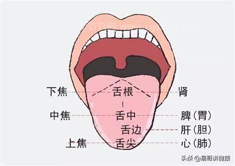 怎么从舌头上分辨任督二脉