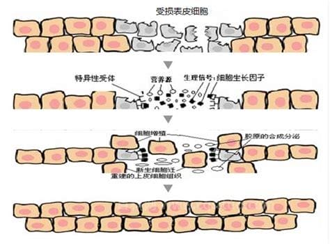 消除生长因子的办法