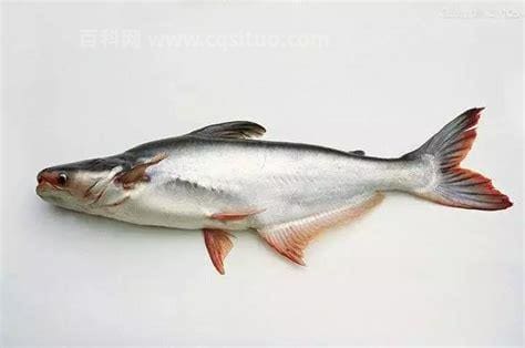 巴沙鱼是什么鱼有什么营养