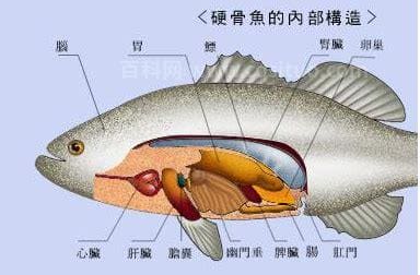 鱼鳔是鱼的哪部位有什么功效