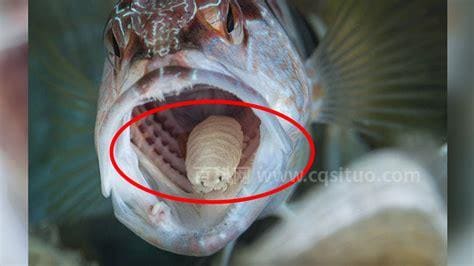 鱼舌寄生虫：缩头鱼虱是怎么回事？