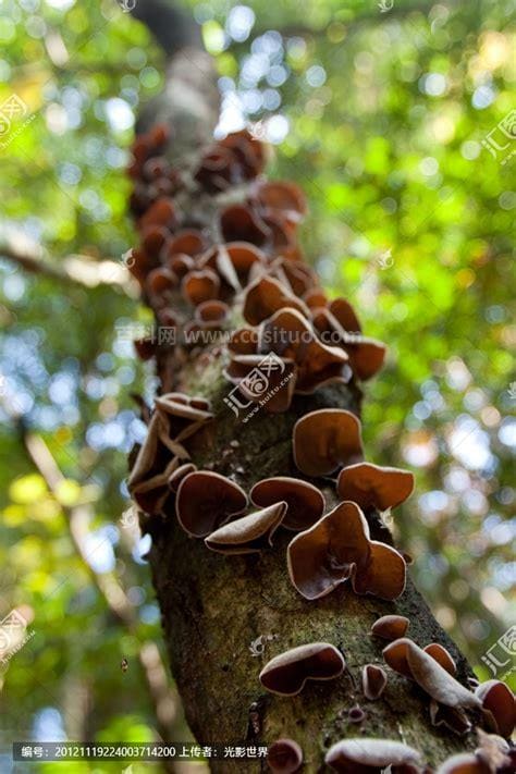 野生黑木耳，进山找野生的黑木耳，只要选对时间和树木，就能事半功倍