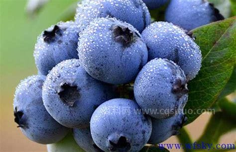 超级水果蓝莓的十大功效与作用