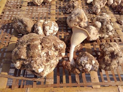 虎奶菇人工栽培技术,珍稀虎奶菇种植