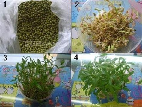 绿豆的生长过程