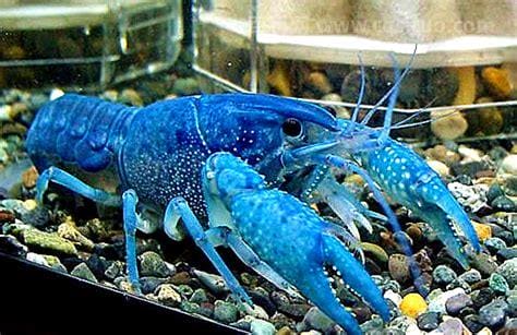 蓝色龙虾，蓝色的小龙虾是怎么回事