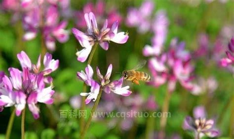 农村常见的红花草有什么作用呢,草红花泡水喝的功效与作用及禁忌