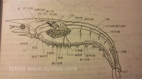 虾线在背部还是腹部