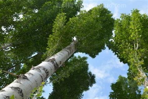 杨树芽的功效与作用有哪些