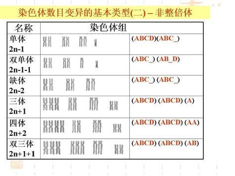 染色体数目变异