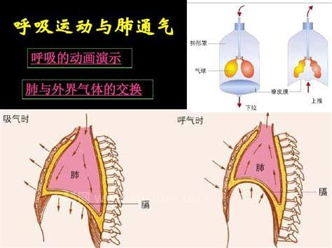 肺内分流是什么意思