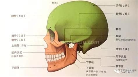 成对的脑颅骨包括