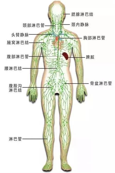 人体淋巴结分别在哪个部位