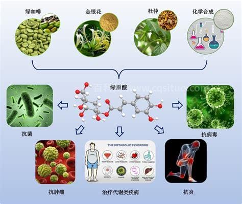 绿原酸的功效与作用