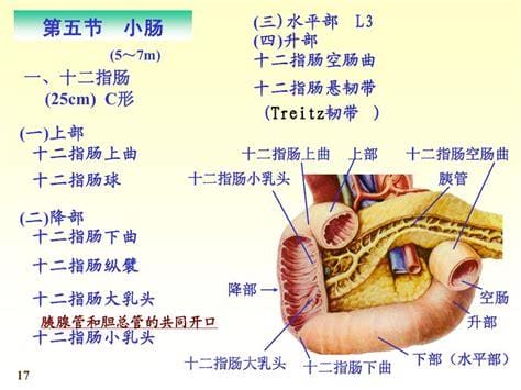 十二指肠解剖图