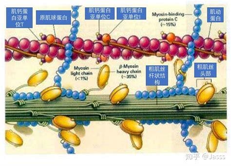 肌球蛋白是什么？