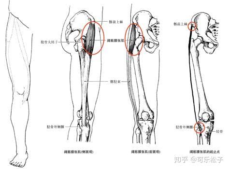 阔筋膜张肌是什么