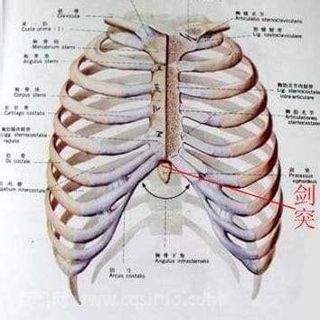 剑突位置图片