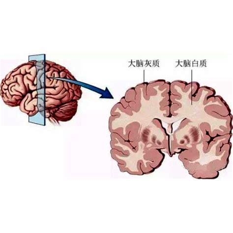 大脑白质的结构与作用