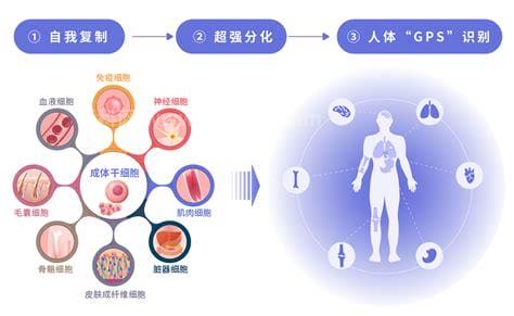 人体干细胞的作用和功效