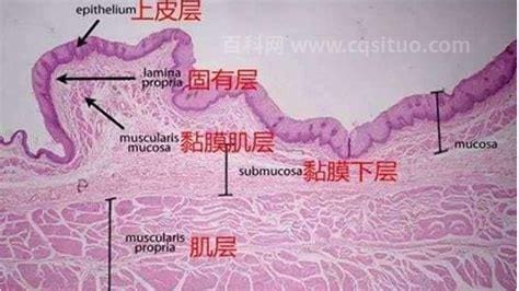 粘膜和黏膜的区别