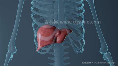 人体的肝脏在什么位置示意