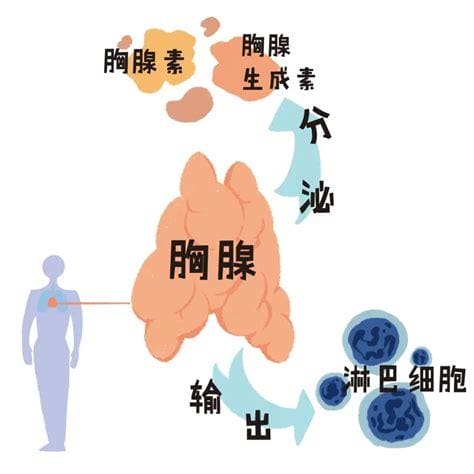 胸腺法新的功效与作用