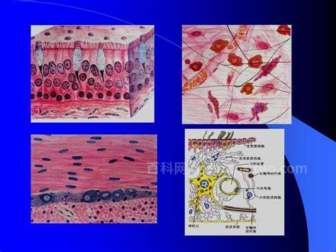 上皮组织的功能是什么？