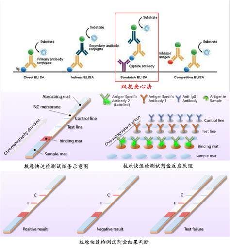 抗原检测怎么做