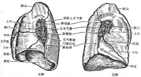 出入肺门的结构有哪些？