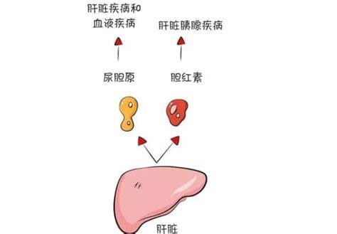 尿胆原阳性+1什么原因