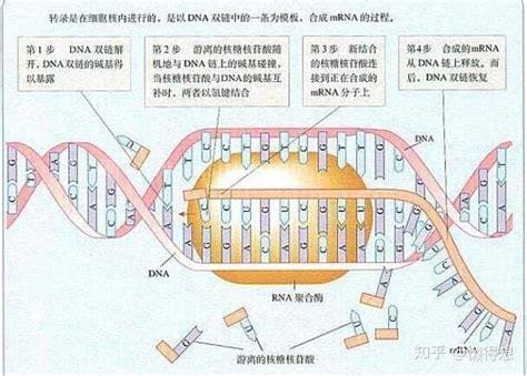 hcv-rna是什么意思