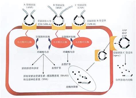 脑啡肽酶抑制剂是什么