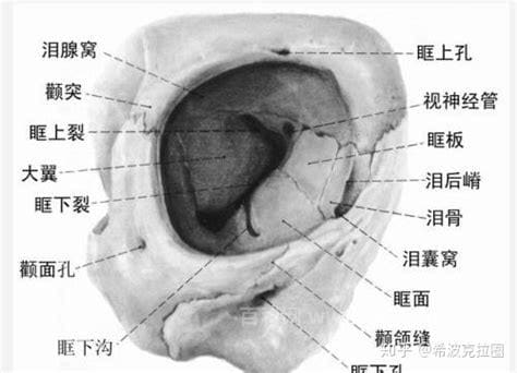 眶上裂是什么