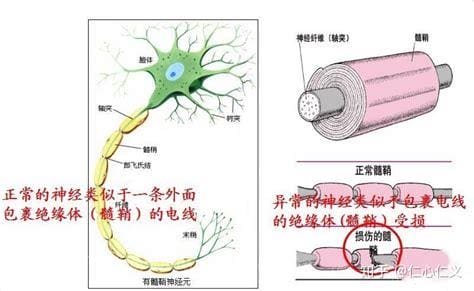 什么是髓鞘