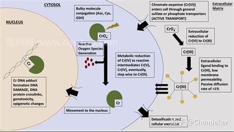 六价铬对人体的危害及反应是什么