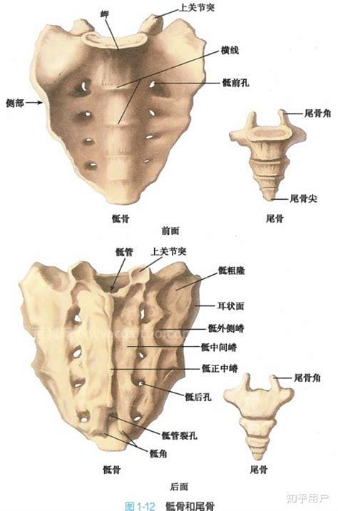 骶部是哪个部位