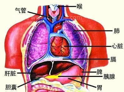 脾在身体的哪个部位