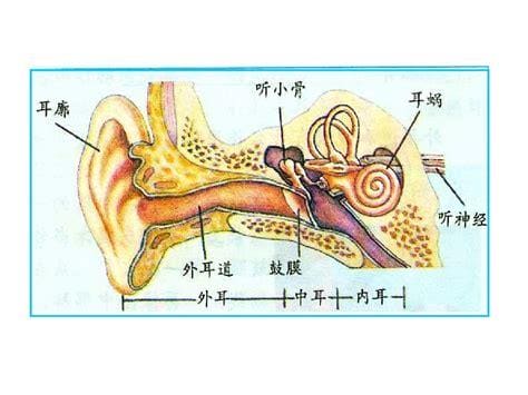 耳的结构示意图