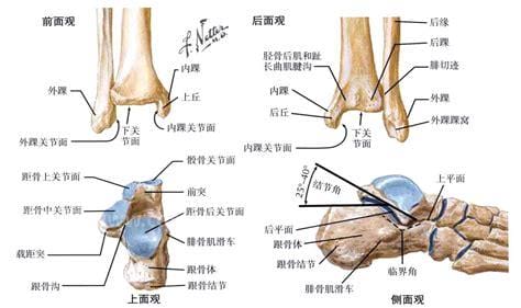 踝关节是哪个部位