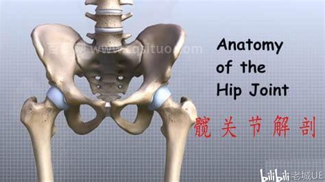 髋关节在哪个部位