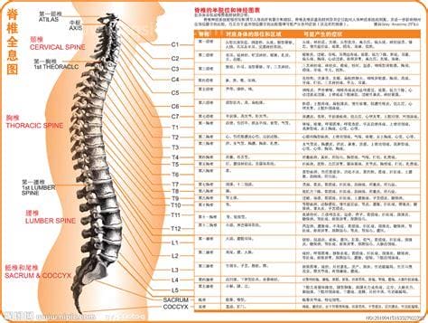 人体脊椎结构