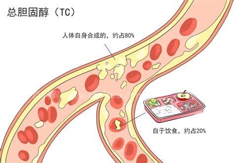 总胆固醇高说明什么