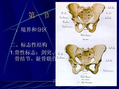 女性阴部构造是怎样的？