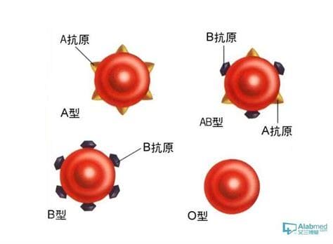 o型血为什么叫贵族血