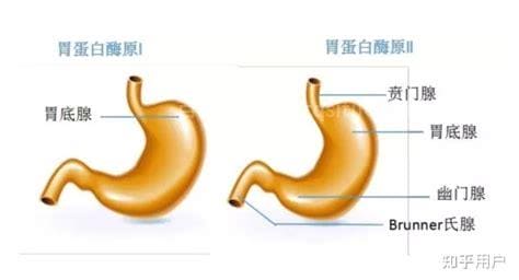 胃蛋白酶原1和2的检查意义