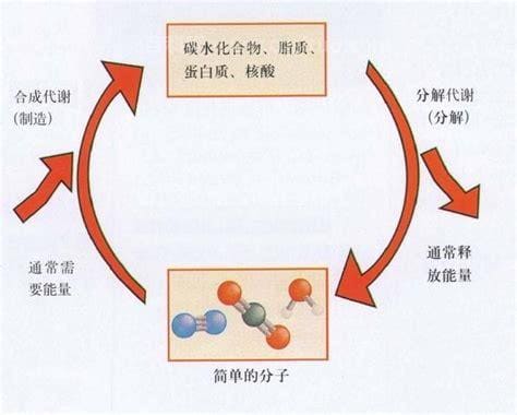 新陈代谢指的是物质代谢和什么的总和