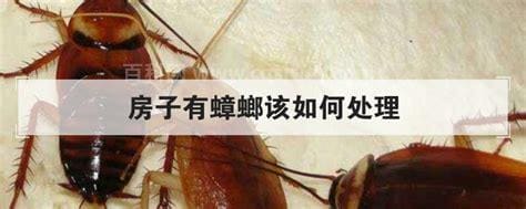 房子里有蟑螂怎么办