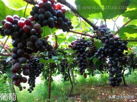 葡萄是东汉还是西汉引进的