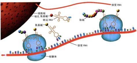 核糖体的功能